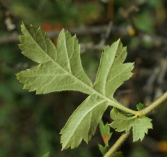 Crataegus taurica