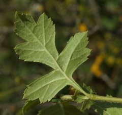 Crataegus taurica