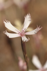 Dianthus bolusii