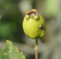 Crataegus taurica