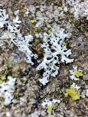 Physcia dimidiata