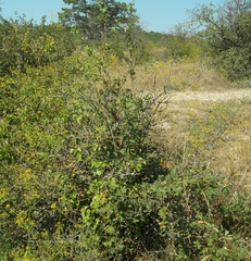 Crataegus taurica
