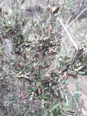 Myrceugenia rufa