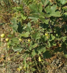 Crataegus taurica