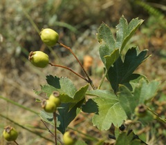 Crataegus taurica