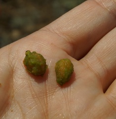 Crataegus taurica