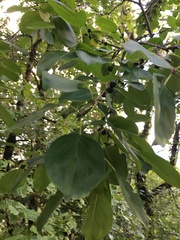 Rhamnus cathartica