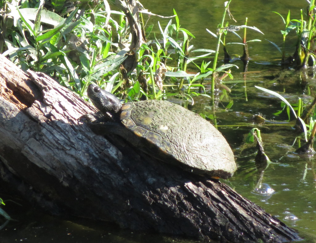 Red-eared Slider from Williamson County, TX, USA on August 16, 2021 at ...