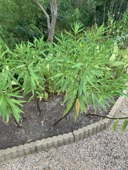 Asclepias curassavica