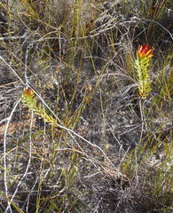 Lachnaea aurea