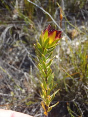 Lachnaea aurea