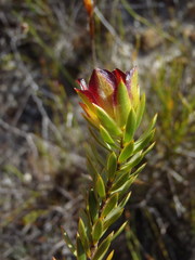 Lachnaea aurea