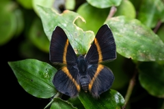 Parcella amarynthina