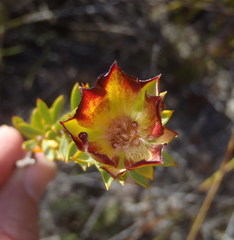 Lachnaea aurea