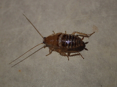 Planuncus tingitanus