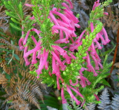 Erica curviflora curviflora