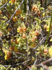 Hermannia holosericea