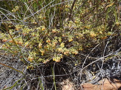 Hermannia holosericea