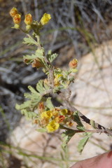 Hermannia holosericea