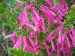 Erica curviflora curviflora