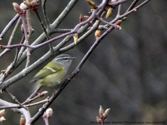Phylloscopus maculipennis