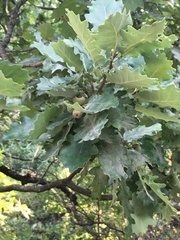 Quercus pubescens