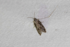 Cydia lacustrina