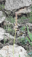 Eremurus spectabilis