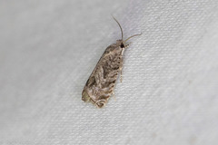 Cydia lacustrina