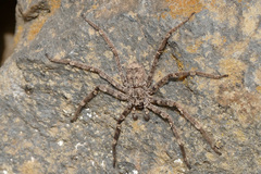 Selenops radiatus