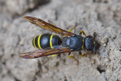 Gymnomerus laevipes