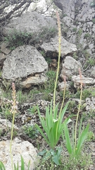 Eremurus spectabilis