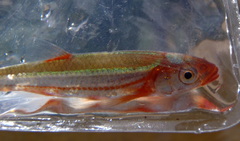 Notropis percobromus