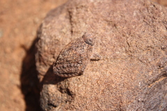 Trachypetrella anderssonii