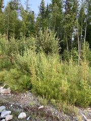 Salix schwerinii