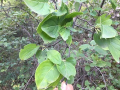 Rhamnus cathartica