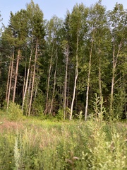 Abies sibirica