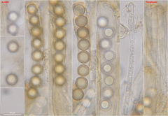 Plicariella flavovirens