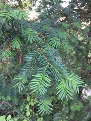 Taxus baccata