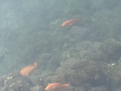 Hypsypops rubicundus
