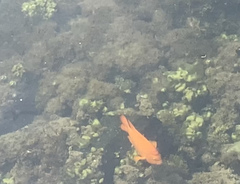 Hypsypops rubicundus