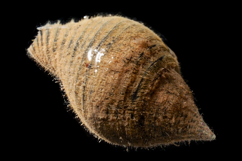 Waved Buccinum from French Polynesia on March 1, 2014 at 0946 PM by