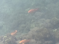 Hypsypops rubicundus