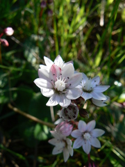 Crassula capensis capensis