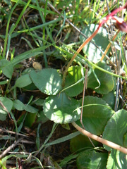Crassula capensis capensis