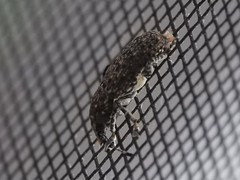 Phoenicobiella chamaeropis