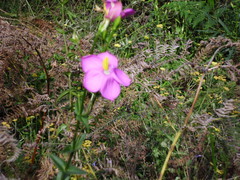 Chironia melampyrifolia