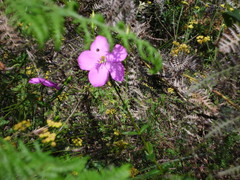 Chironia melampyrifolia
