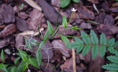 Epilobium adenocaulon