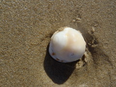 Semicassis zeylanica